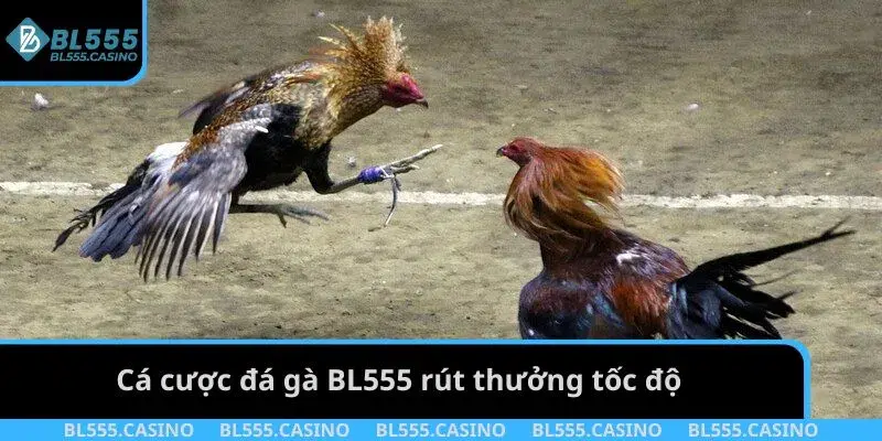 Cá cược đá gà BL555 rút thưởng tốc độ
