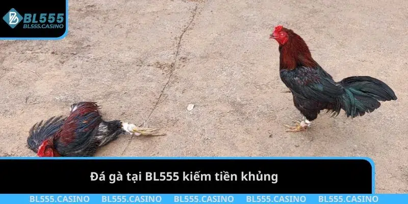Đá gà tại BL555 kiếm tiền khủng