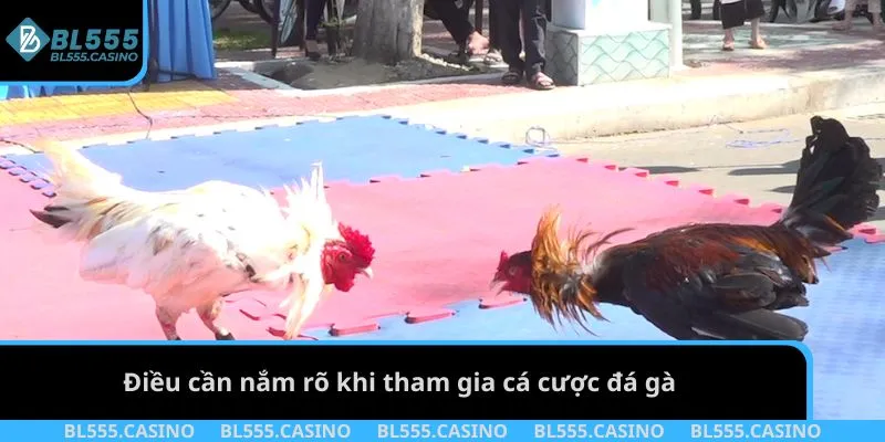 Điều cần nắm rõ khi tham gia cá cược đá gà